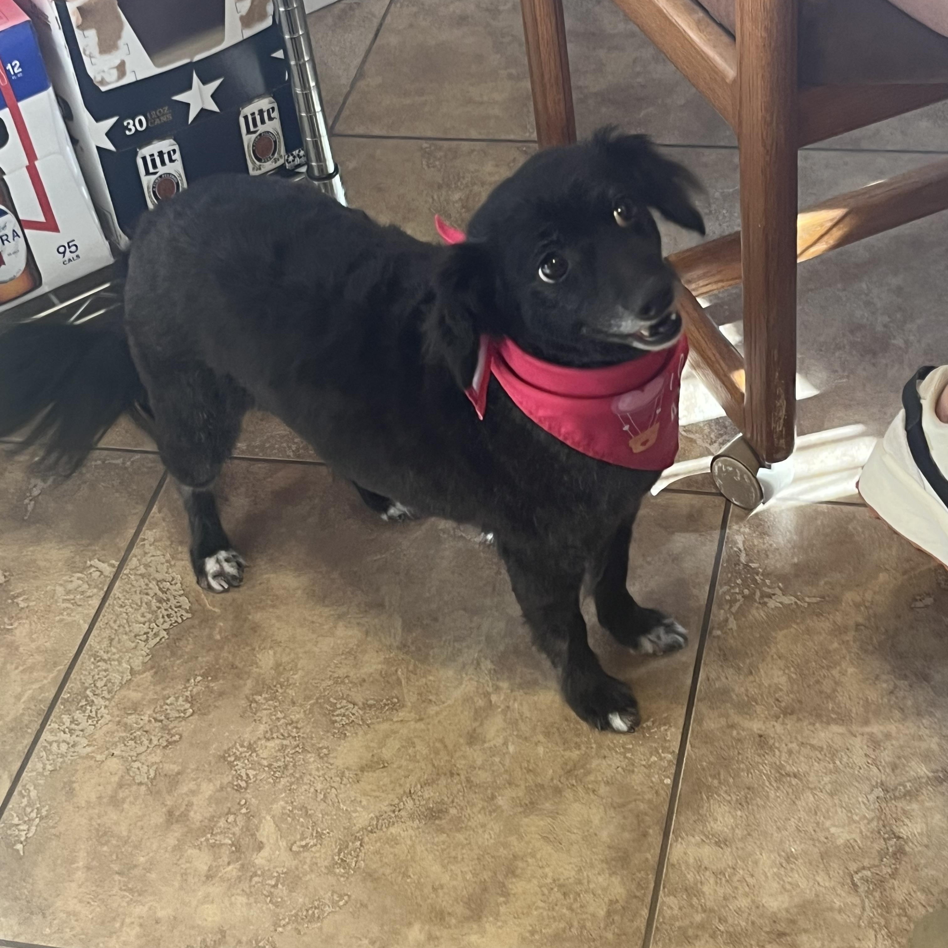 Maggie, Adoptable, Senior Female Toy Fox Terrier & Poodle.