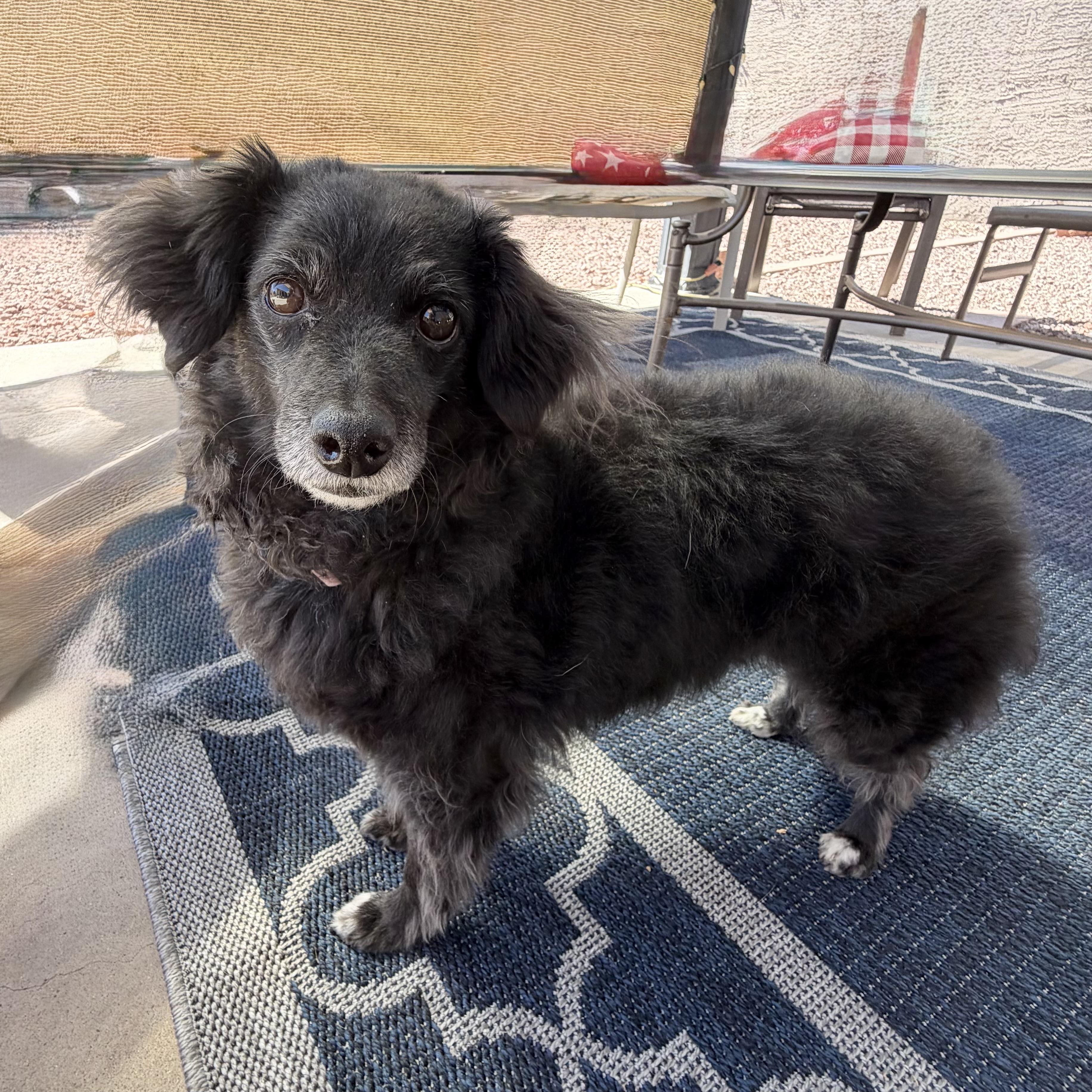 Maggie, a Adoptable mixed breed in Phoenix, AZ image 5/6