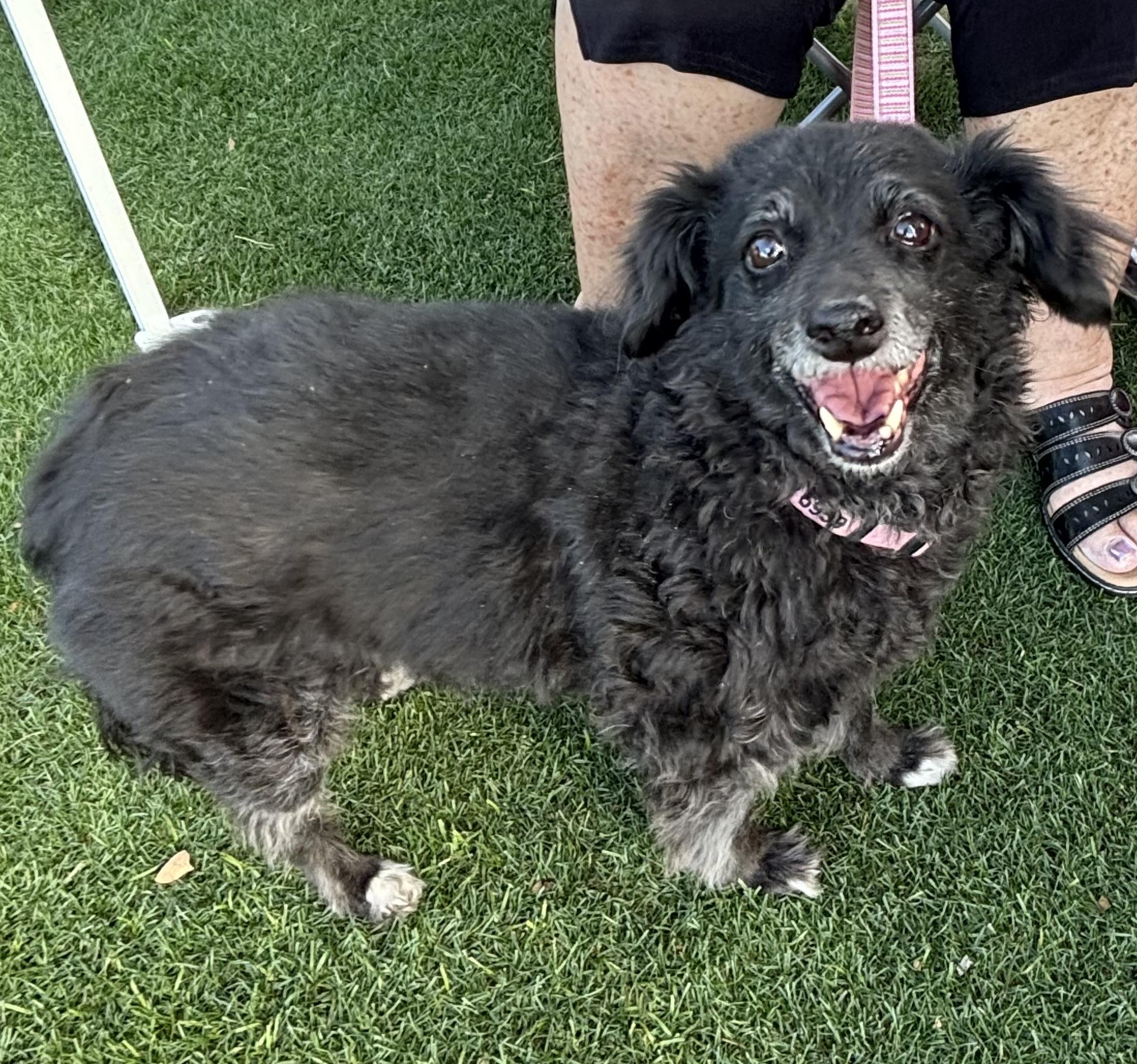 Maggie, Adoptable, Senior Female Toy Fox Terrier & Poodle.