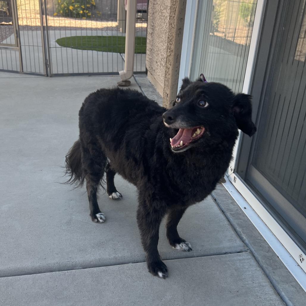 Maggie, a Adoptable mixed breed in Phoenix, AZ image 4/6