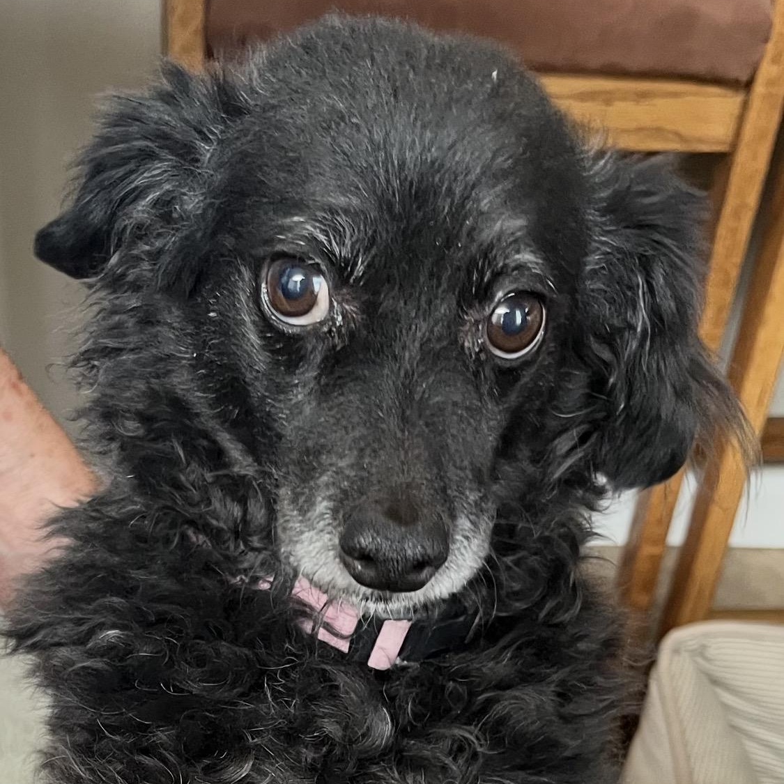 Maggie, a Adoptable mixed breed in Phoenix, AZ image 2/6