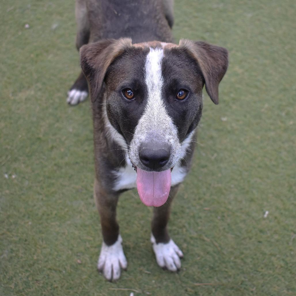 Enlarge Meow - Butler Campus!, a Adoptable mixed breed in Flagstaff, AZ image 1/6