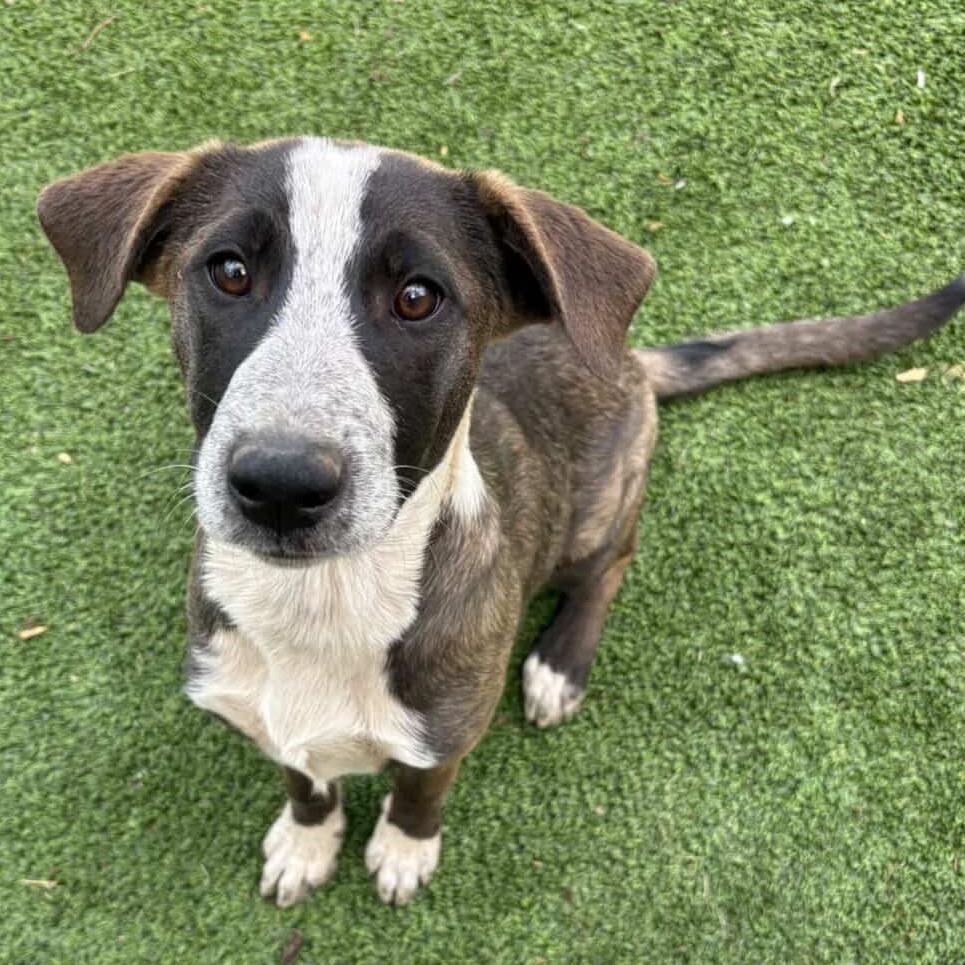 Enlarge Meow - Butler Campus!, a Adoptable mixed breed in Flagstaff, AZ image 2/6