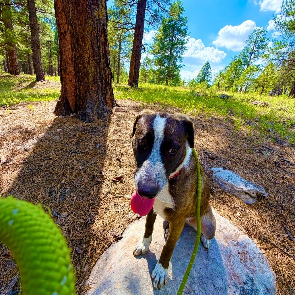 Enlarge Meow - Butler Campus!, a Adoptable mixed breed in Flagstaff, AZ image 3/6