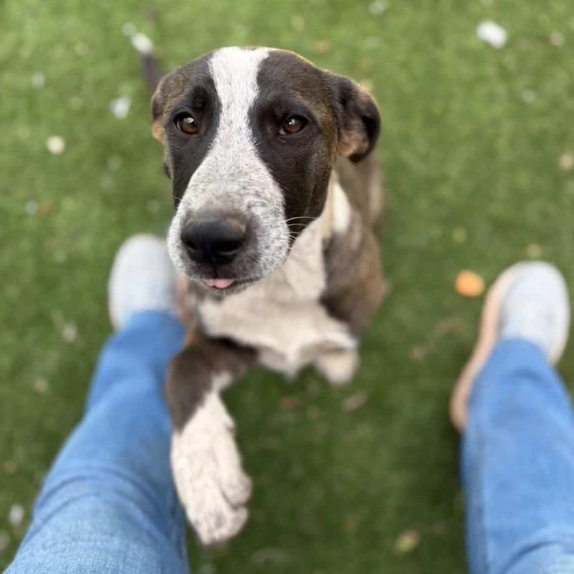 Enlarge Meow - Butler Campus!, a Adoptable mixed breed in Flagstaff, AZ image 4/6