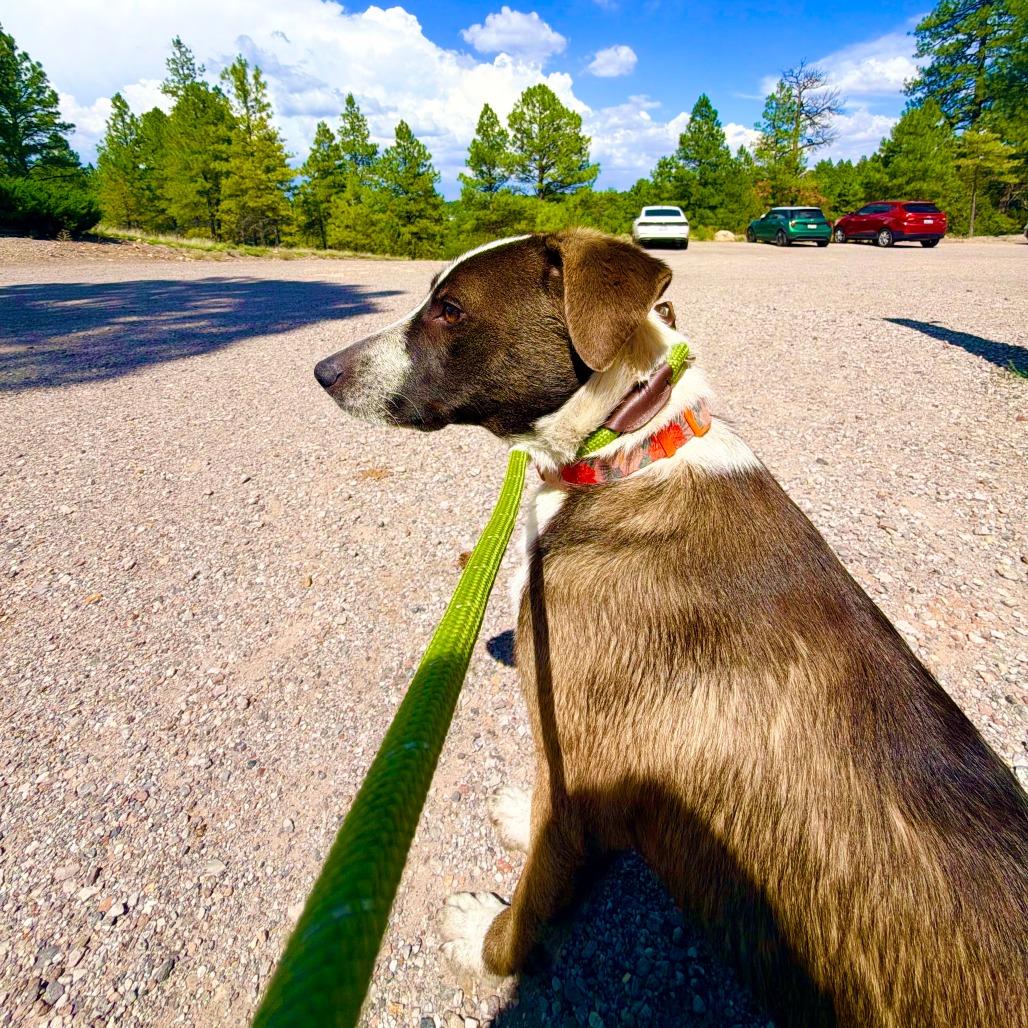 Enlarge Meow - Butler Campus!, a Adoptable mixed breed in Flagstaff, AZ image 6/6