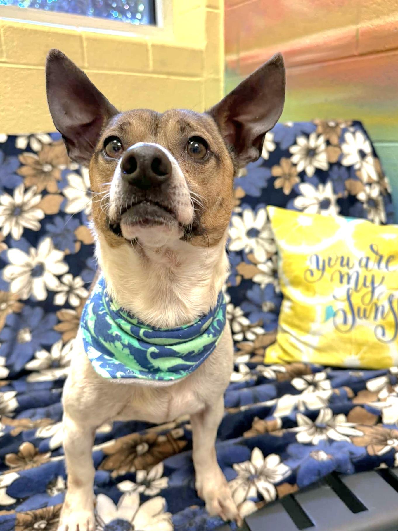 Enlarge Duke - ADOPTED!, an adopted mixed breed in Amherst, VA image 4/6