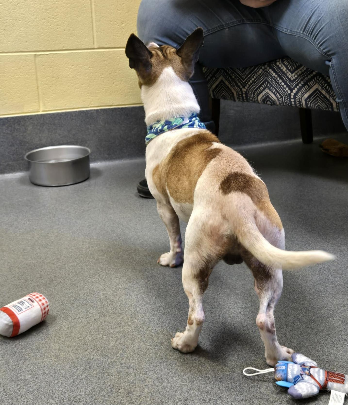 Enlarge Duke - ADOPTED!, an adopted mixed breed in Amherst, VA image 2/6