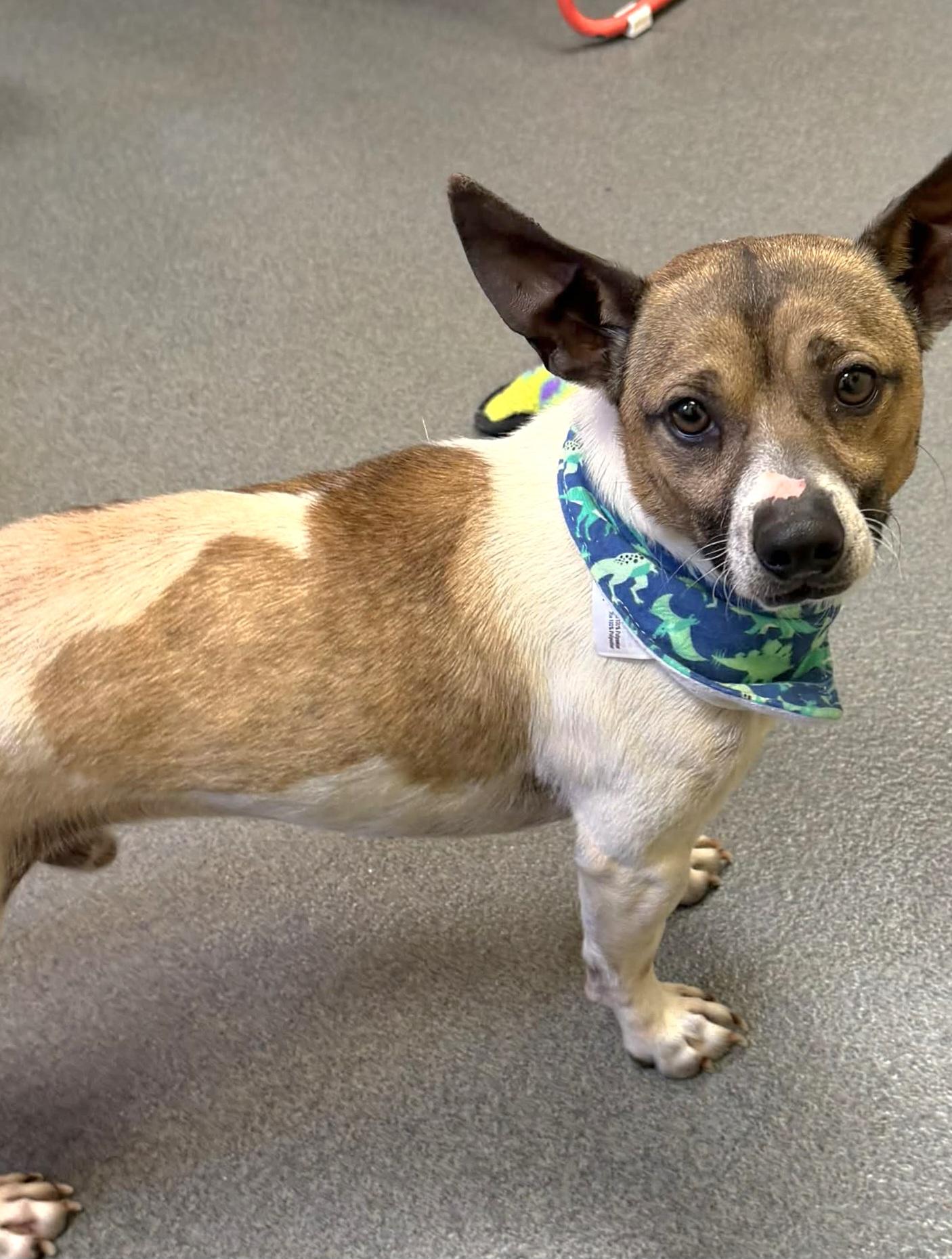 Enlarge Duke - ADOPTED!, an adopted mixed breed in Amherst, VA image 6/6