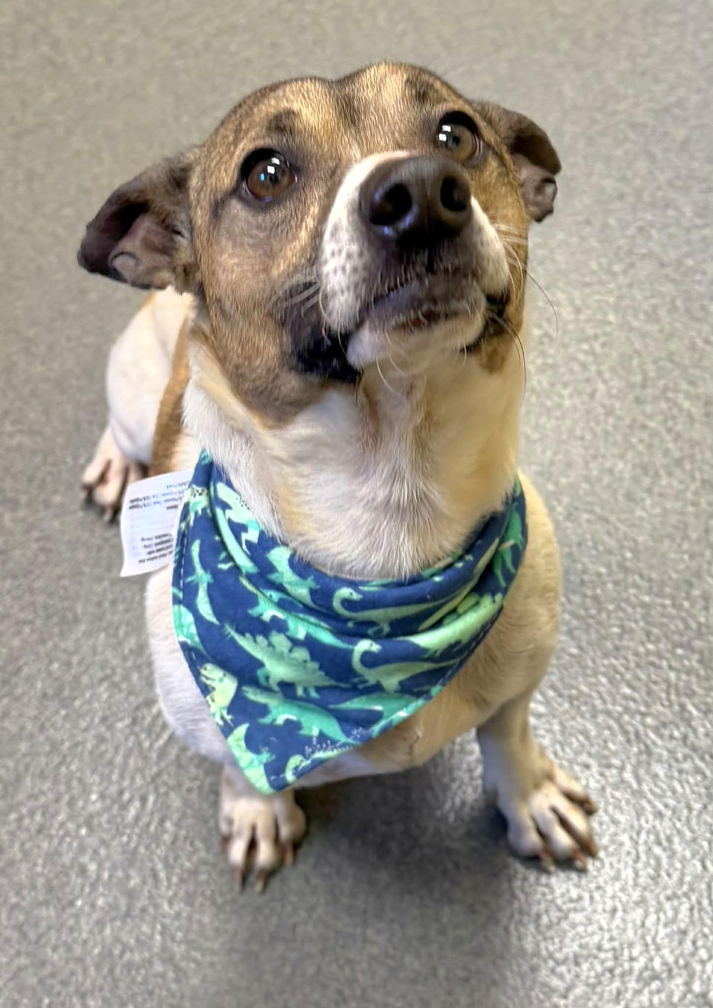 Enlarge Duke - ADOPTED!, an adopted mixed breed in Amherst, VA image 1/6