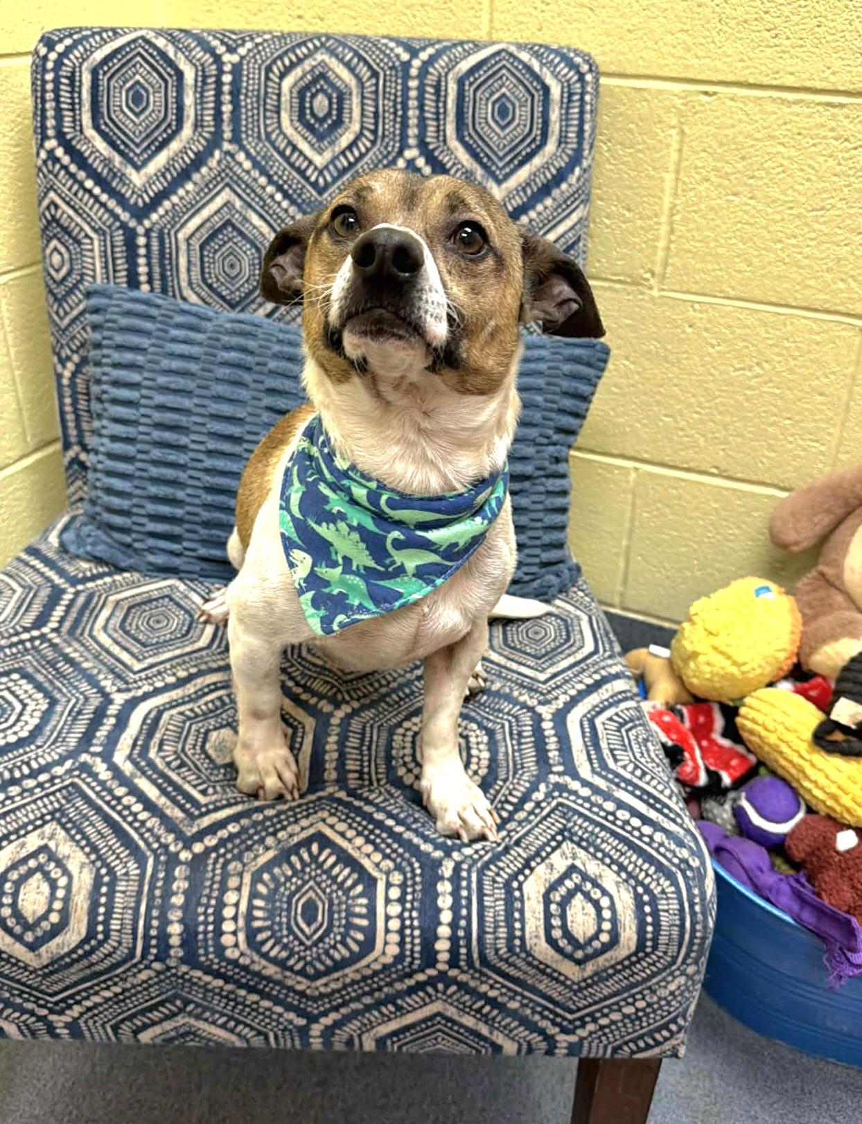 Enlarge Duke - ADOPTED!, an adopted mixed breed in Amherst, VA image 5/6