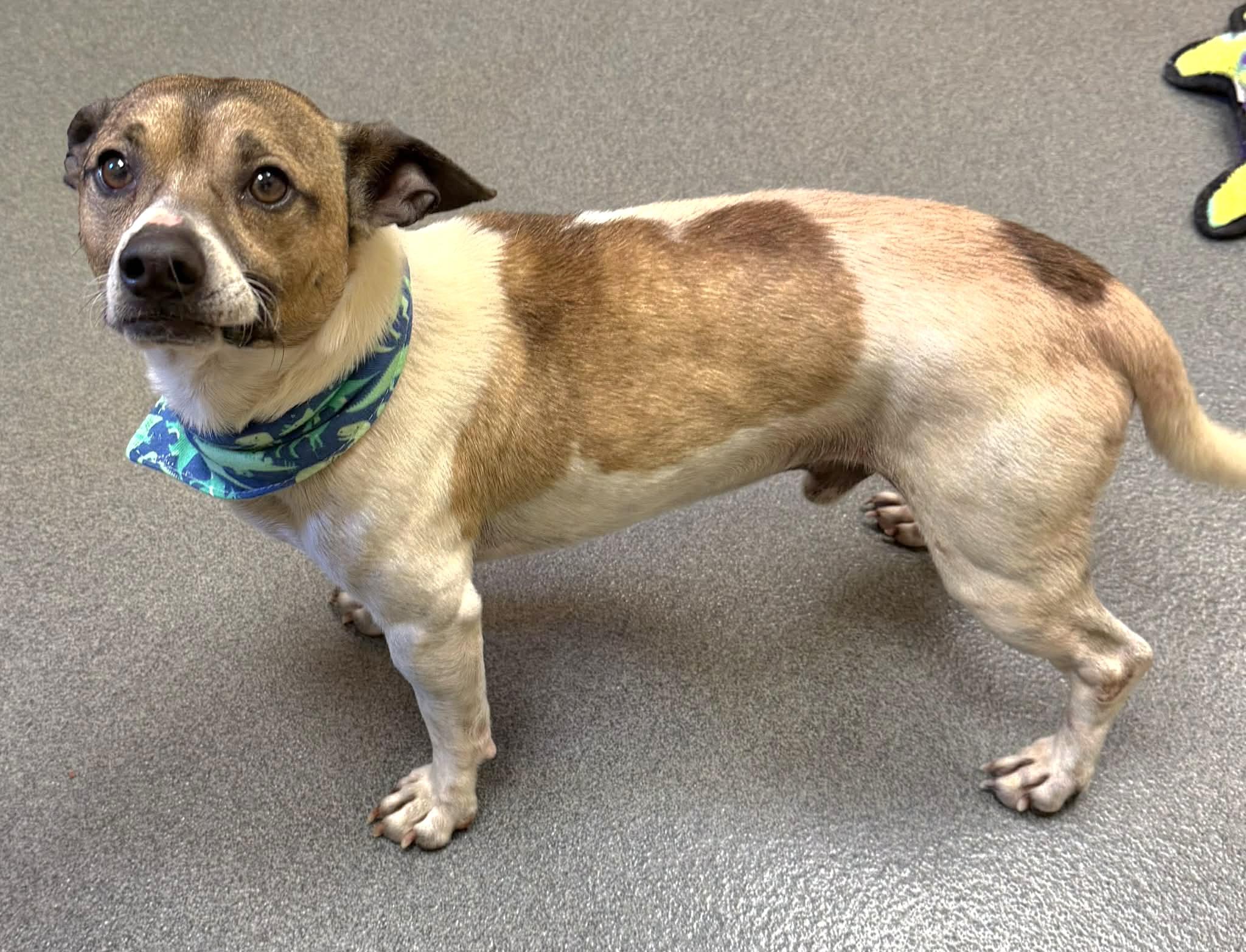 Enlarge Duke - ADOPTED!, an adopted mixed breed in Amherst, VA image 3/6