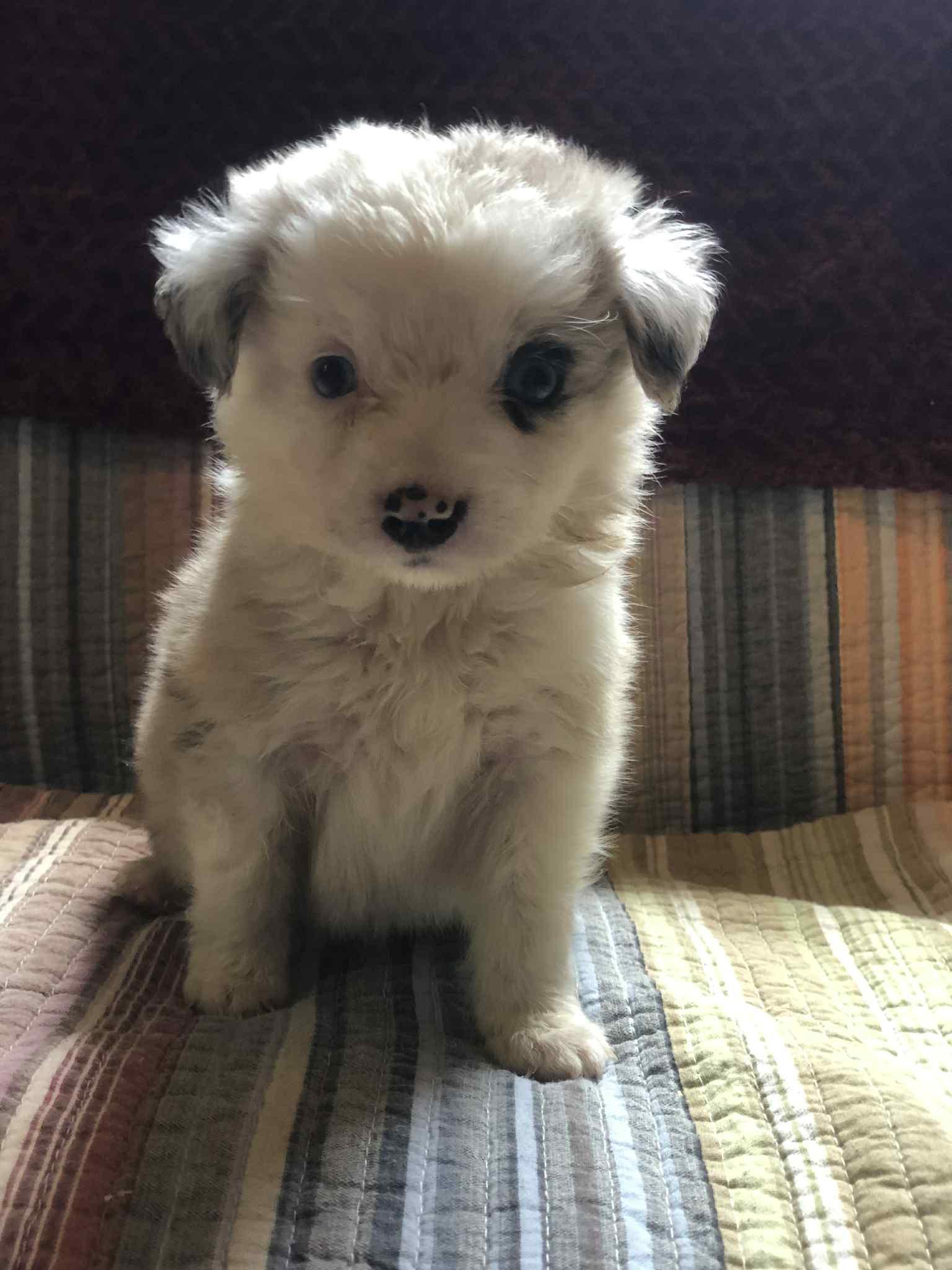 Toot