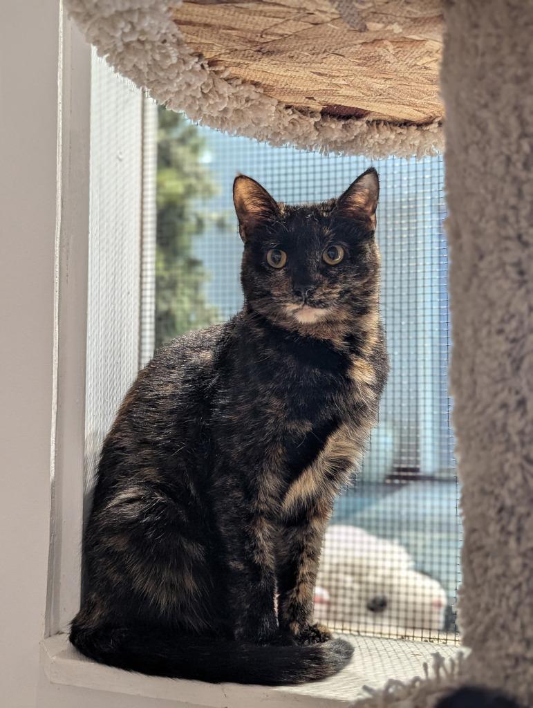 Becca, Adoptable, Kitten Female Domestic Short Hair.