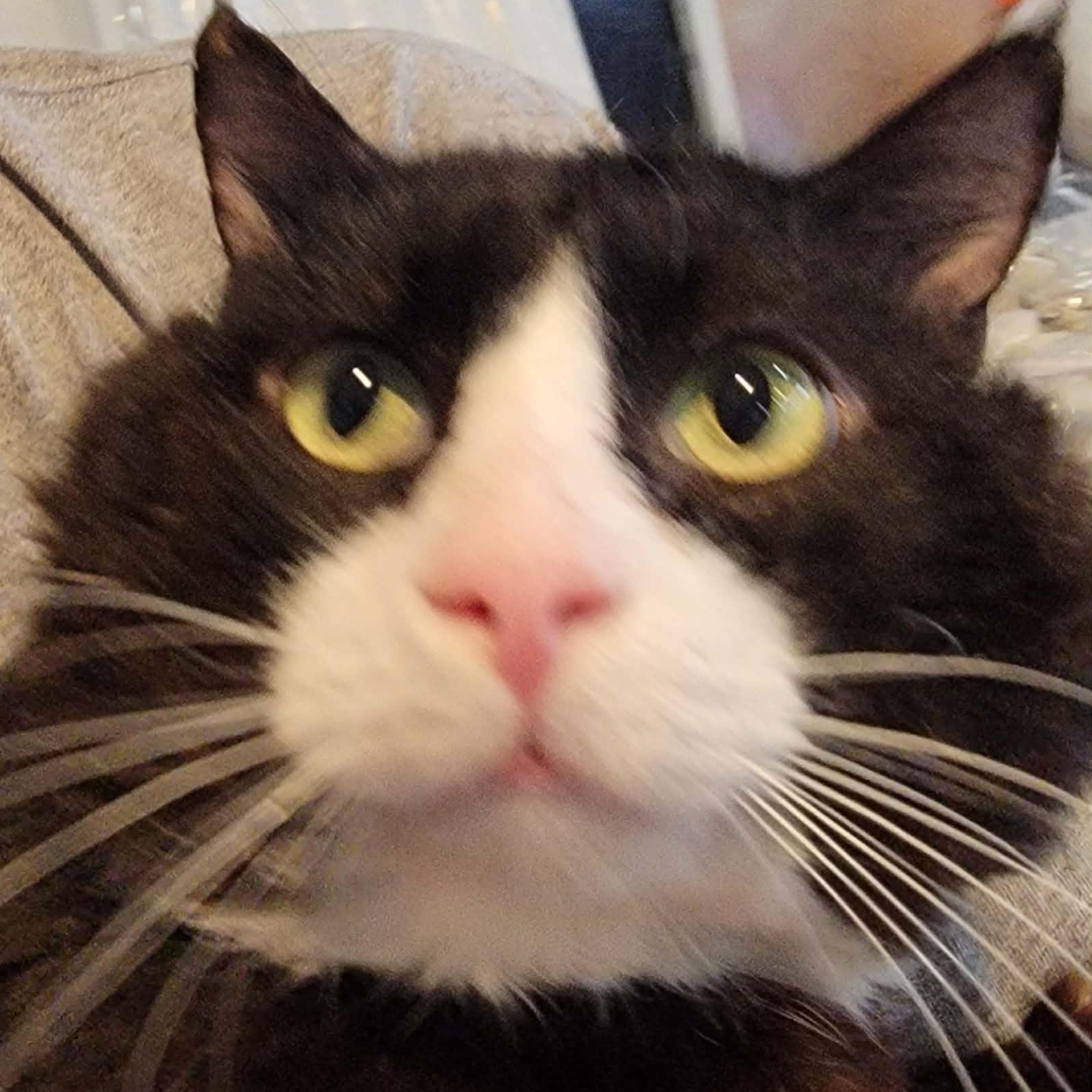 Enlarge Izzik Meowton - 6 yo senior, an adopted Domestic Short Hair in Myrtle Beach, SC image 3/4