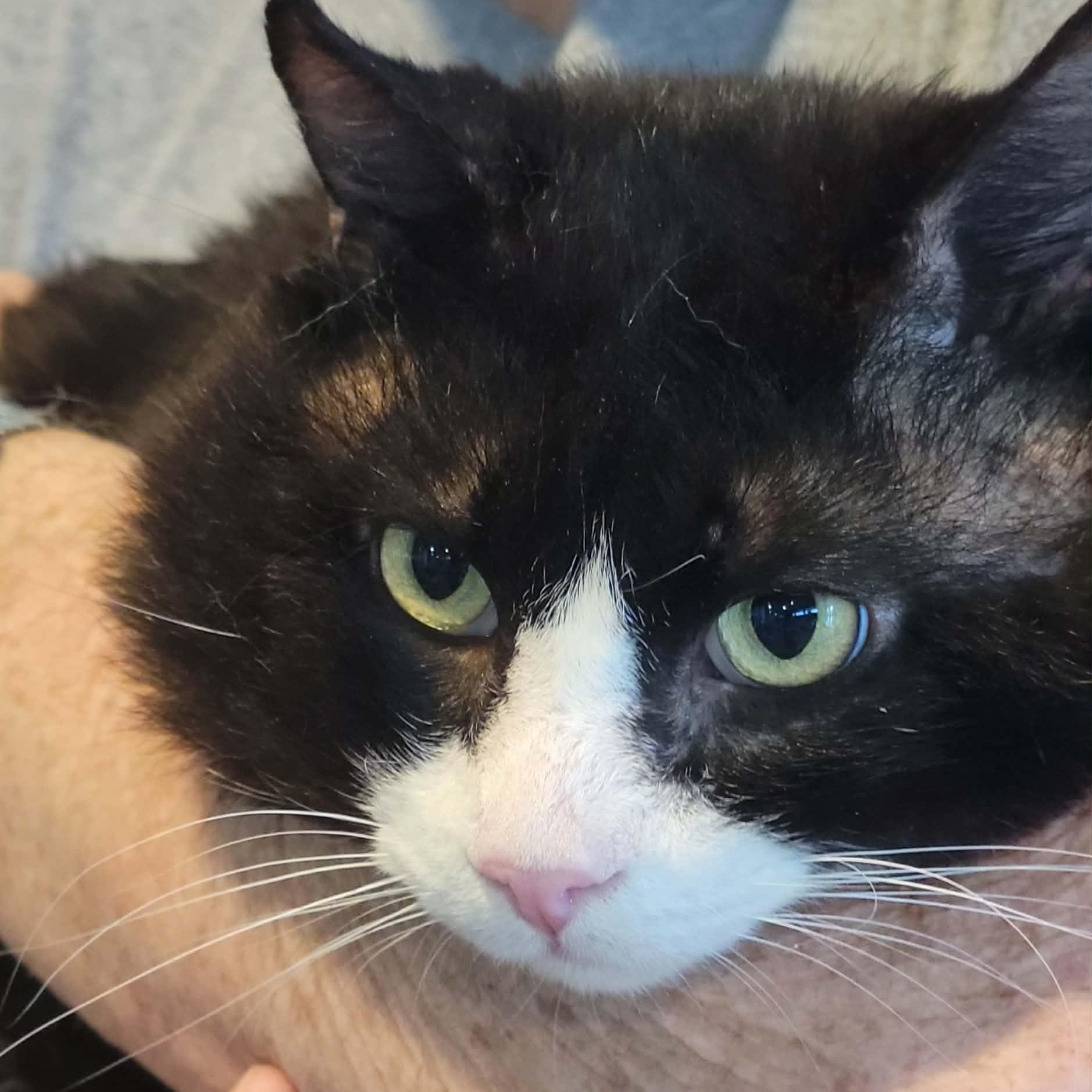 Enlarge Izzik Meowton - 6 yo senior, an adopted Domestic Short Hair in Myrtle Beach, SC image 2/4