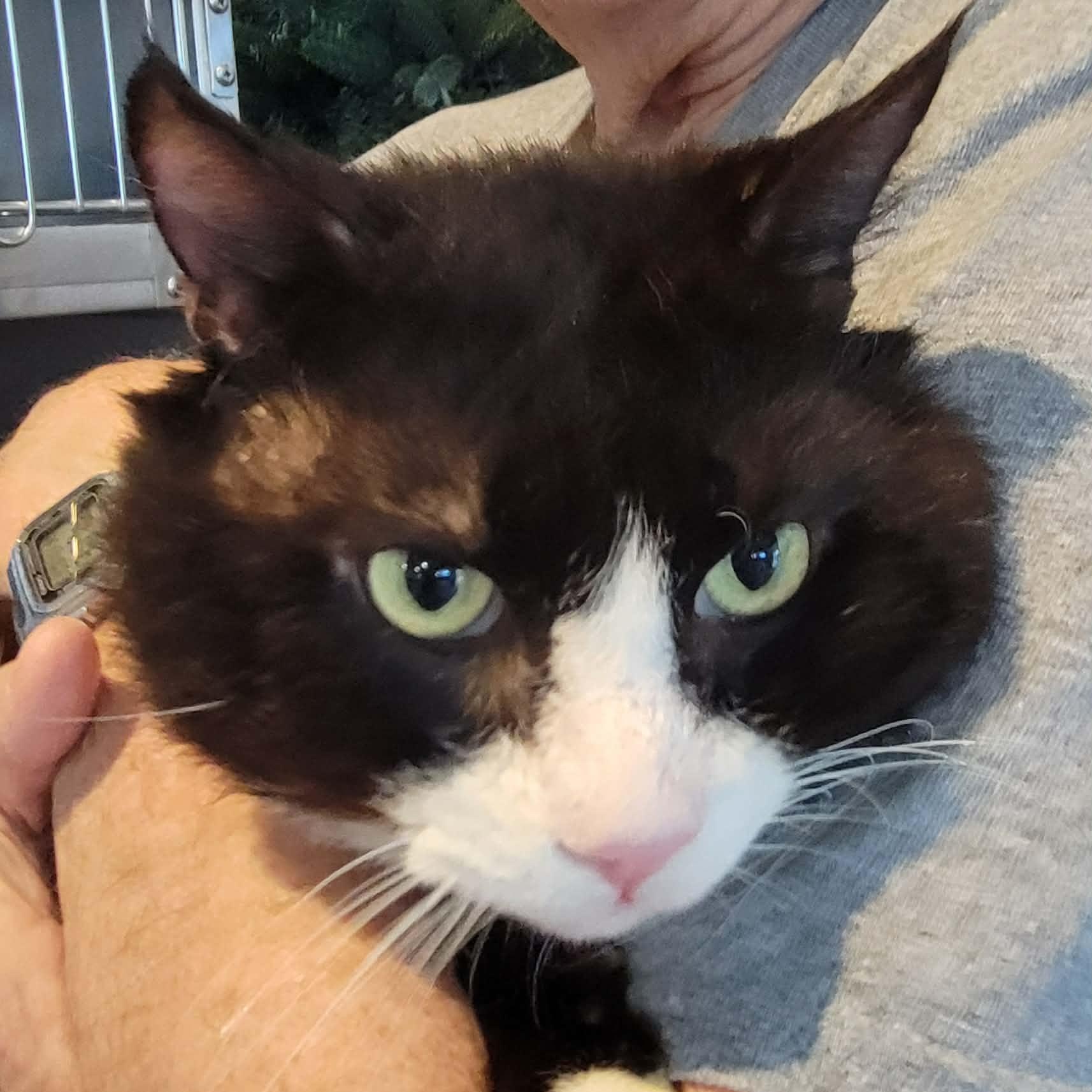 Izzik Meowton - 6 yo senior, adopted, Senior Male Domestic Short Hair.