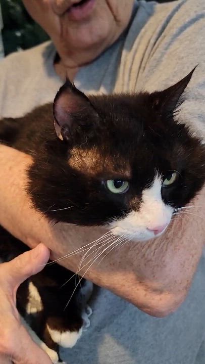 Enlarge Izzik Meowton - 6 yo senior, an adopted Domestic Short Hair in Myrtle Beach, SC video 4/4