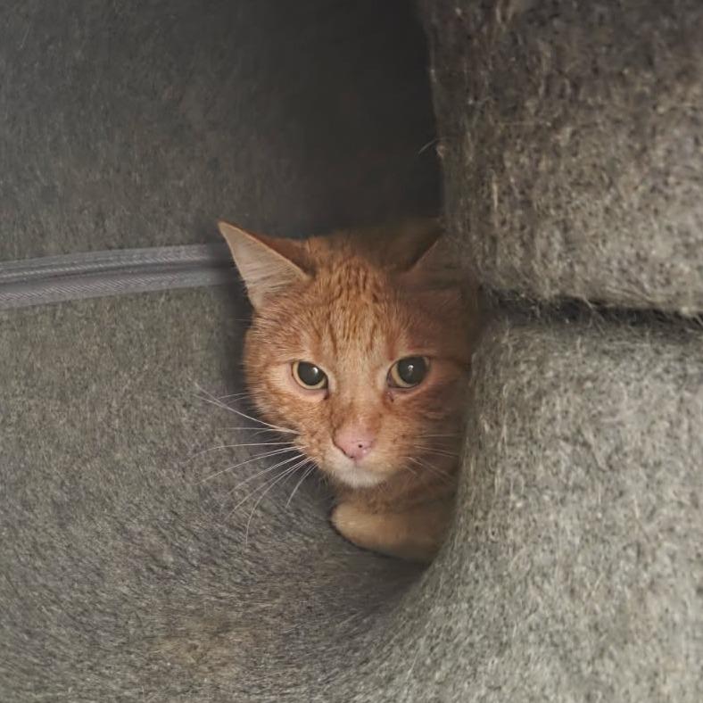 Garfield 26-072, Adoptable, Adult Male Domestic Short Hair.