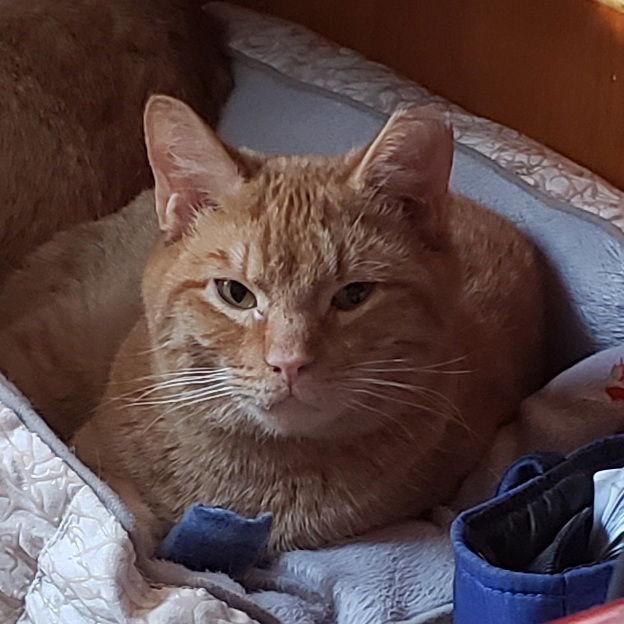 Kermit, Adoptable, Young Male Domestic Short Hair & Tabby.