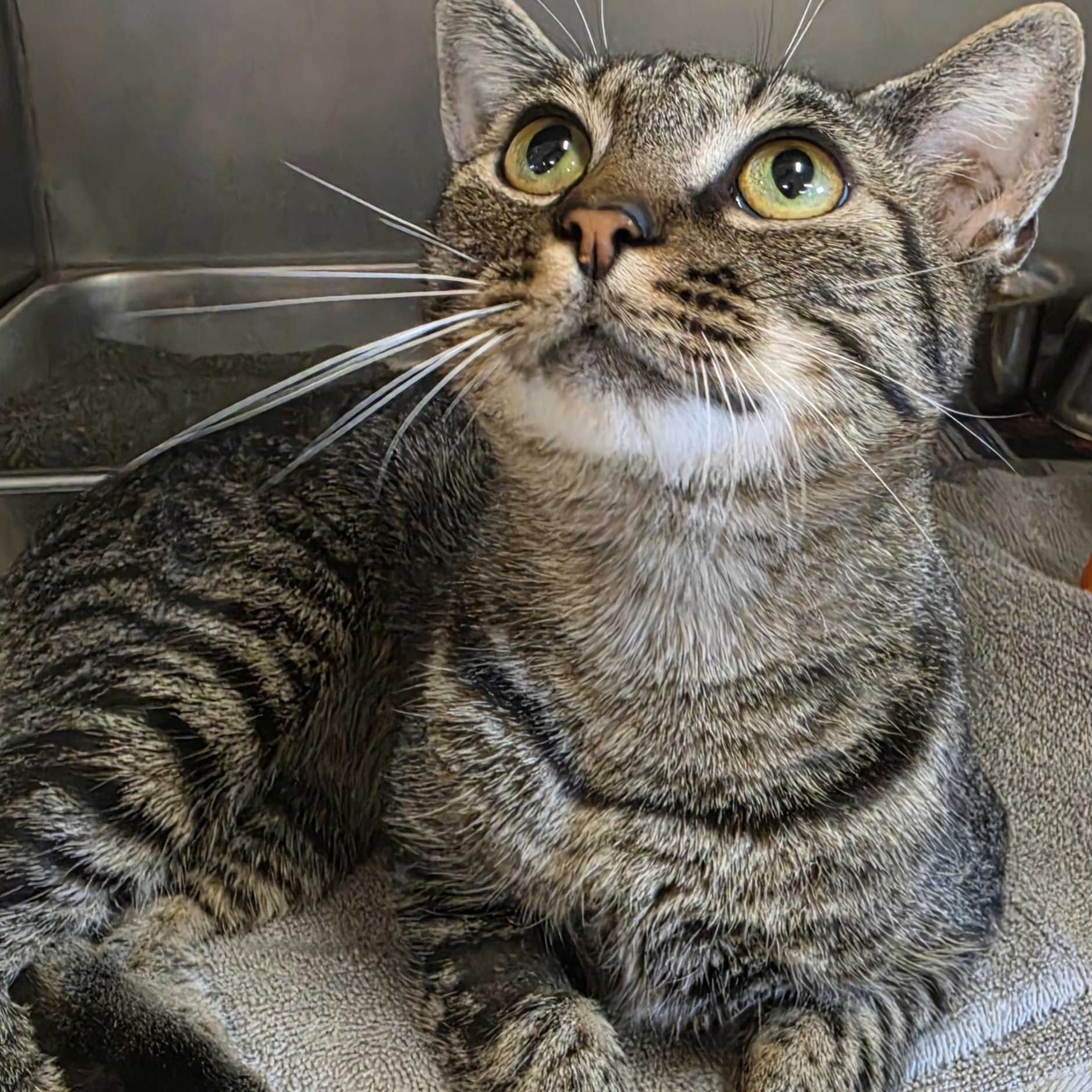 Enlarge Rex, a ADOPTABLE Tabby in Danville, VA image 1/1