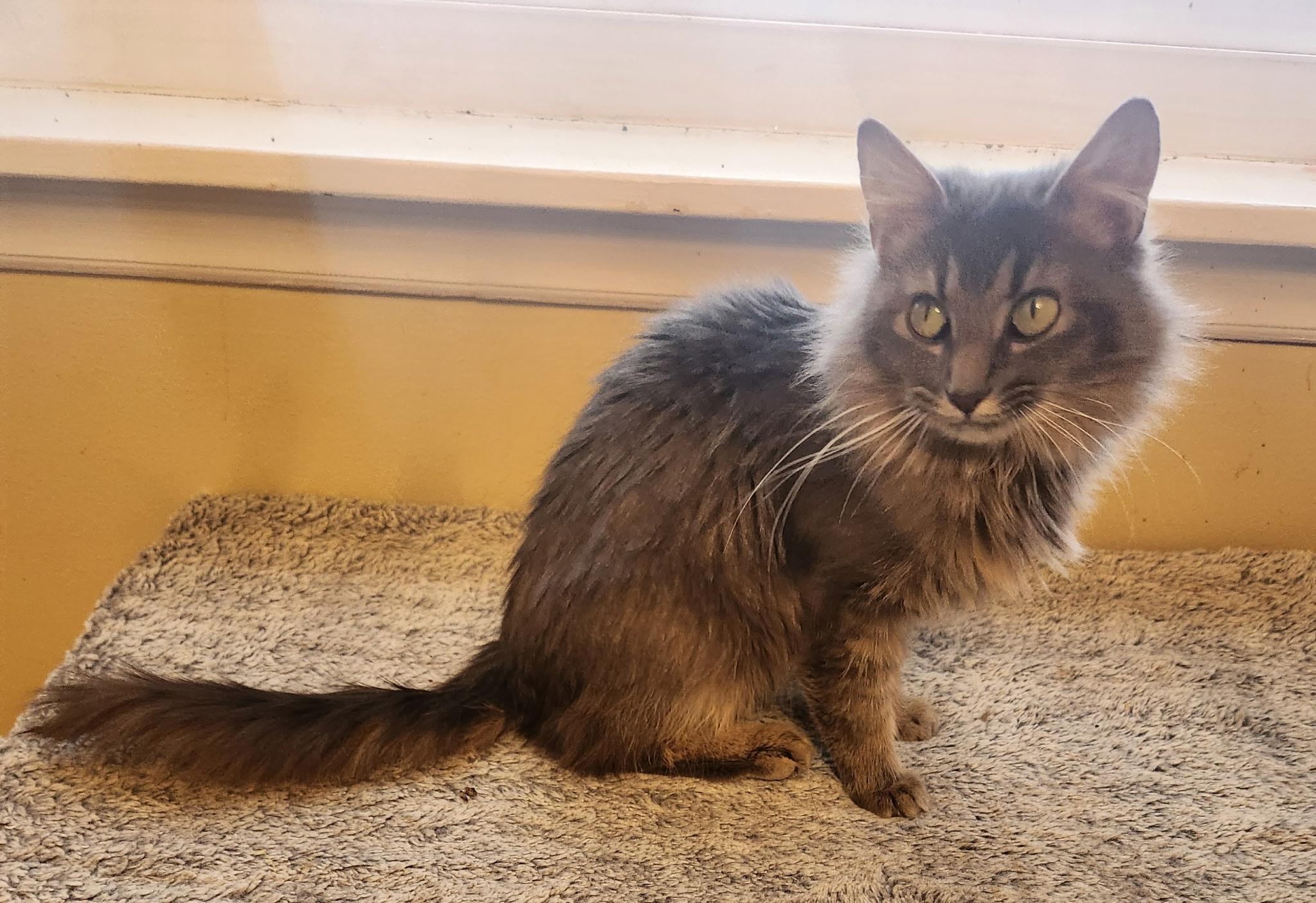 Cinderella thumbnail 2