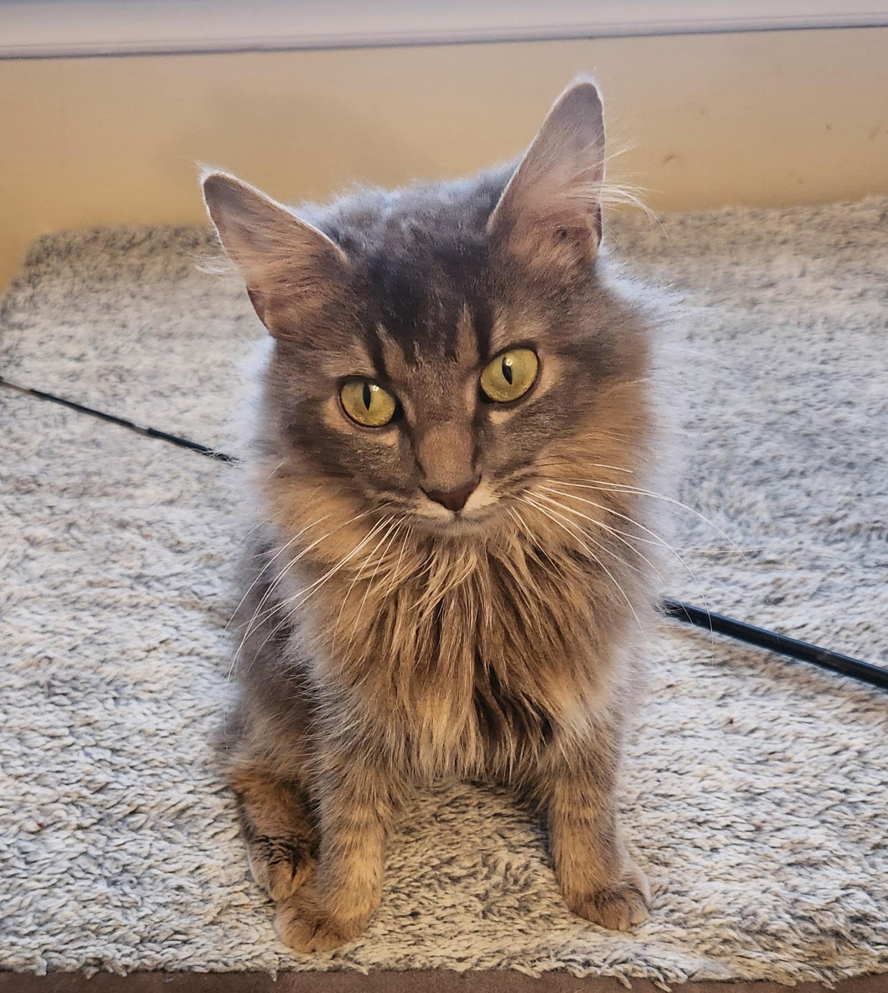 Cinderella thumbnail 3