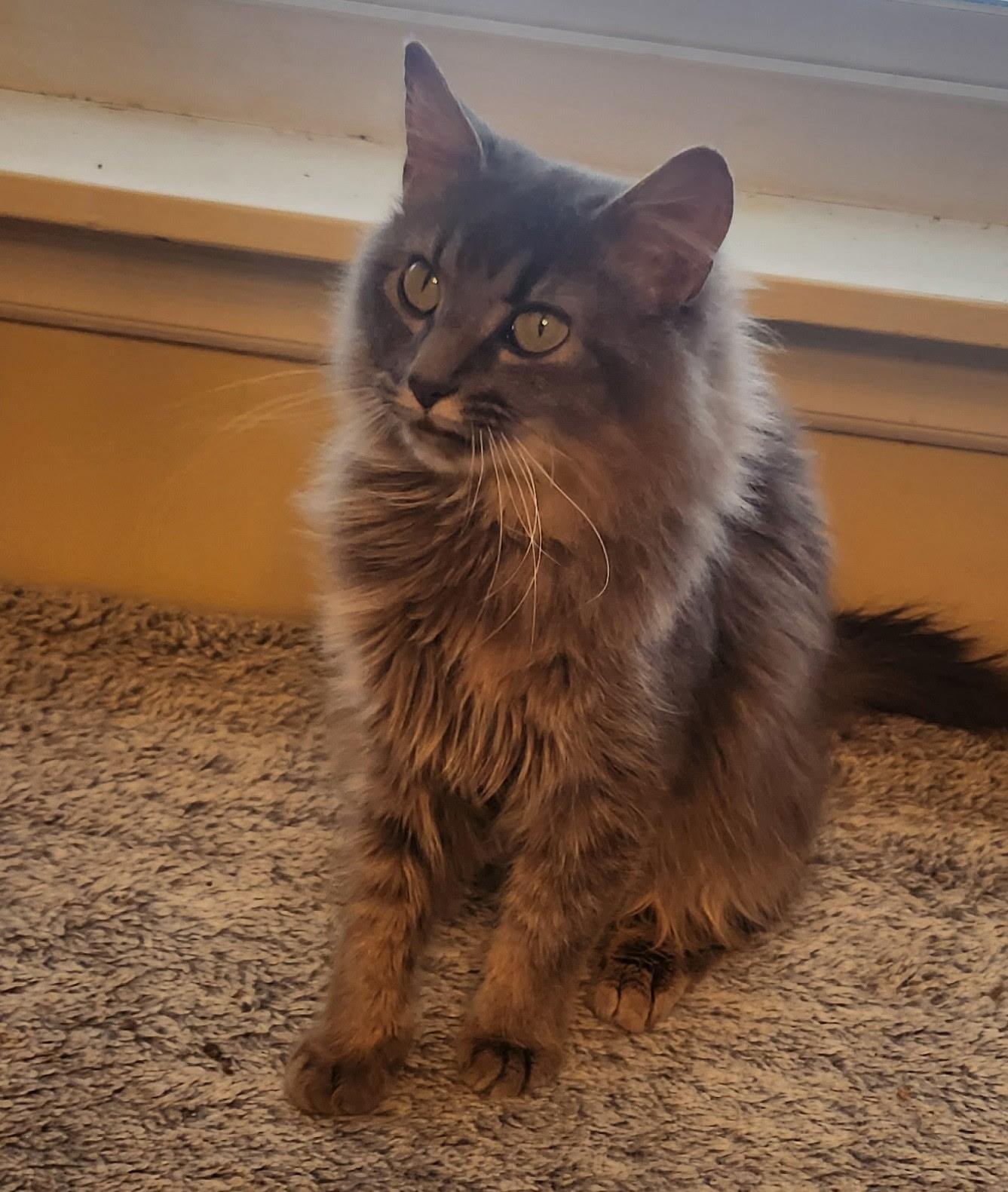 Cinderella thumbnail 4