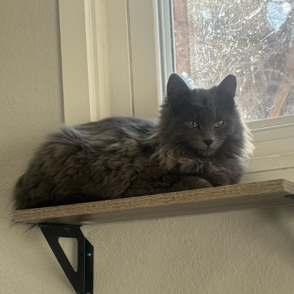 Enlarge Tostada, a Adoptable mixed breed in Commerce City, CO image 1/2