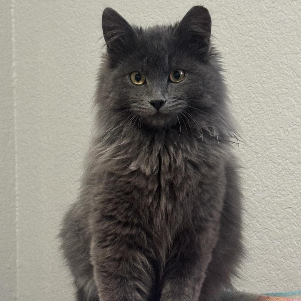 Enlarge Tostada, a Adoptable mixed breed in Commerce City, CO image 2/2