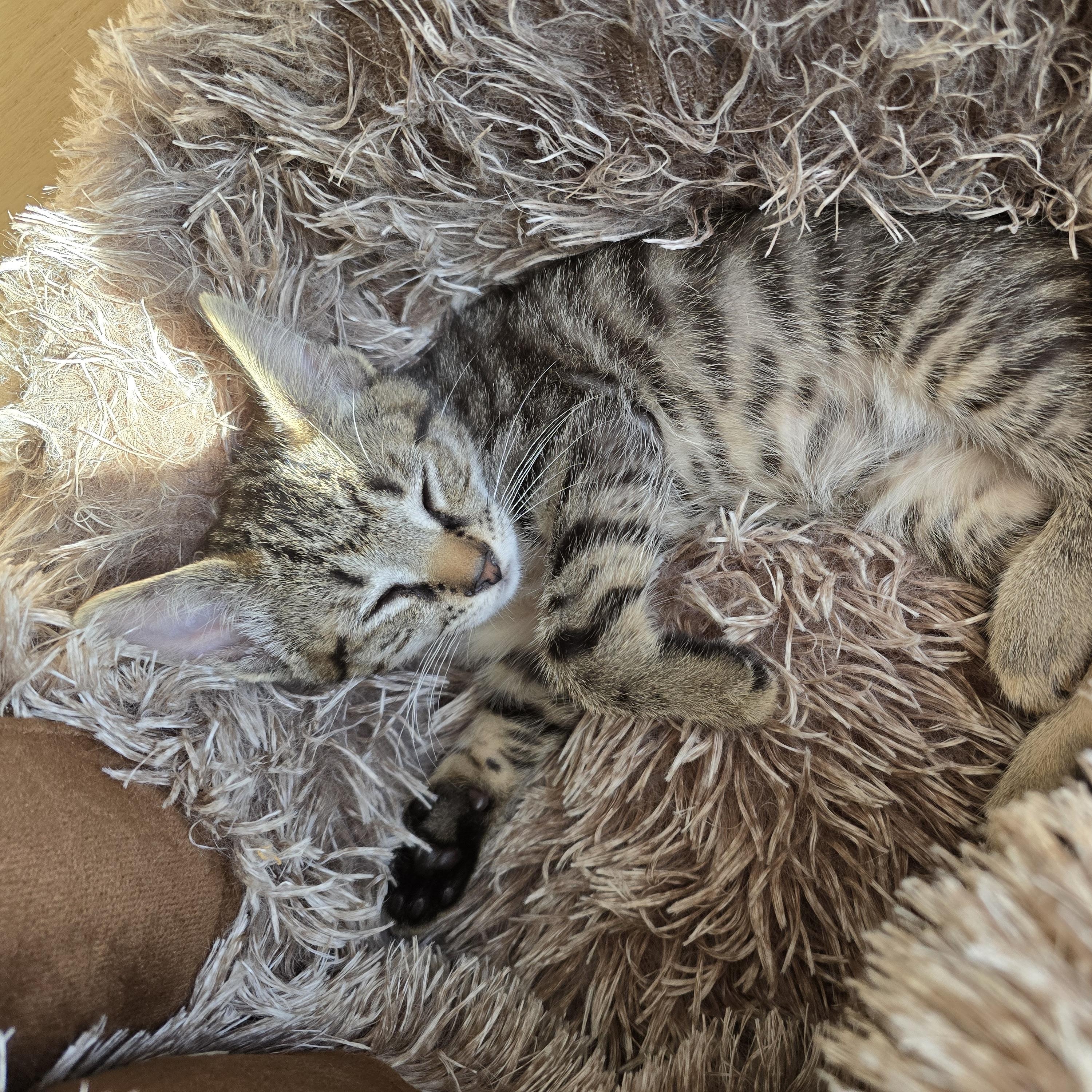 Enlarge Dozer, a Adoptable Tabby in Woodbridge, NJ image 3/5