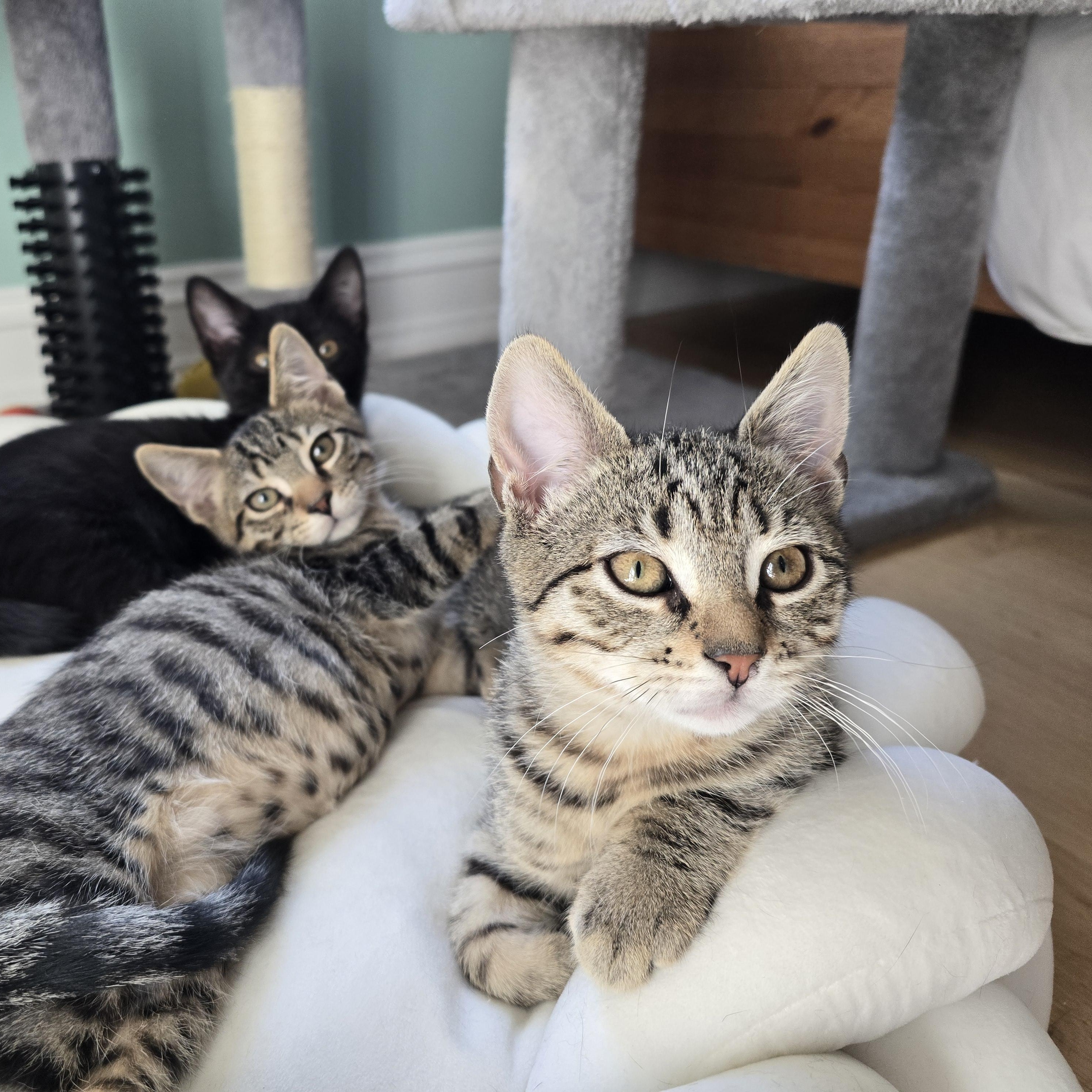 Dozer, Adoptable, Kitten Male Tabby.