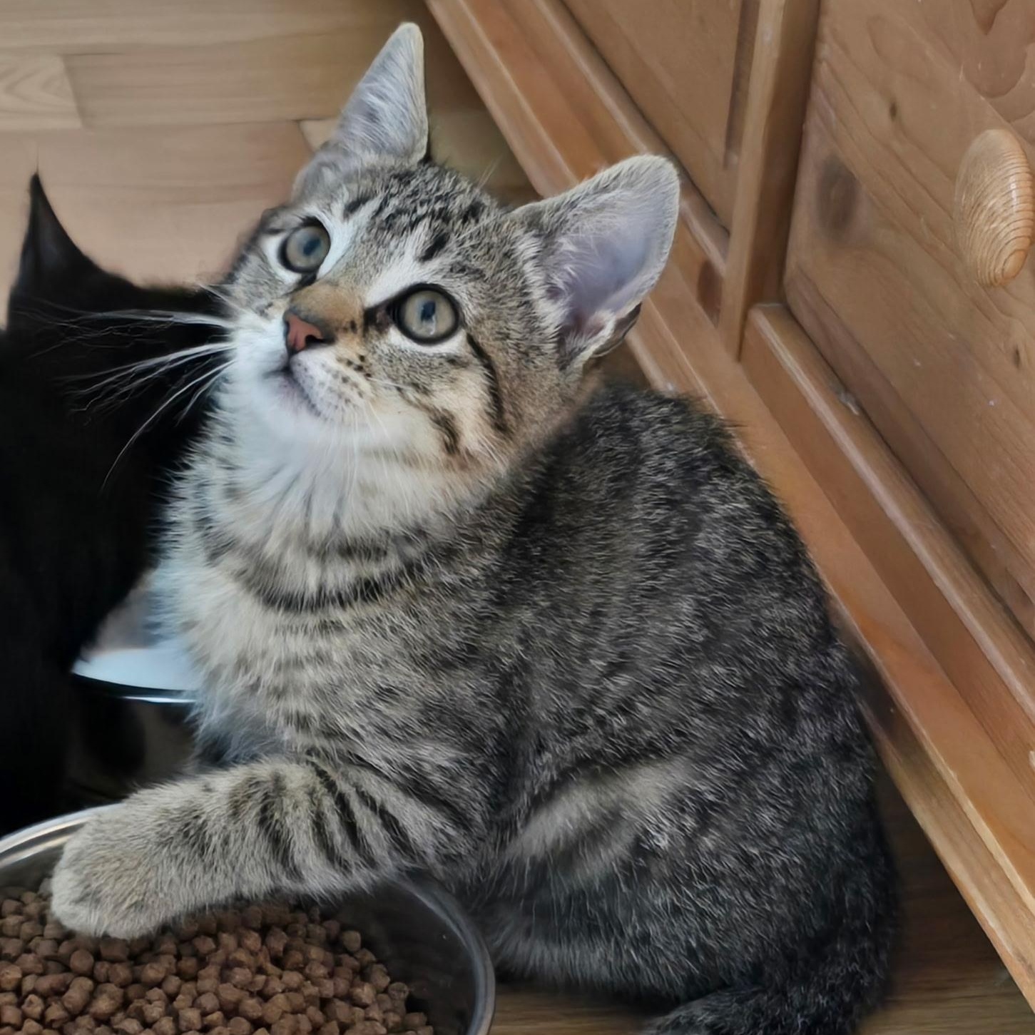 Enlarge Dozer, a Adoptable Tabby in Woodbridge, NJ image 2/5