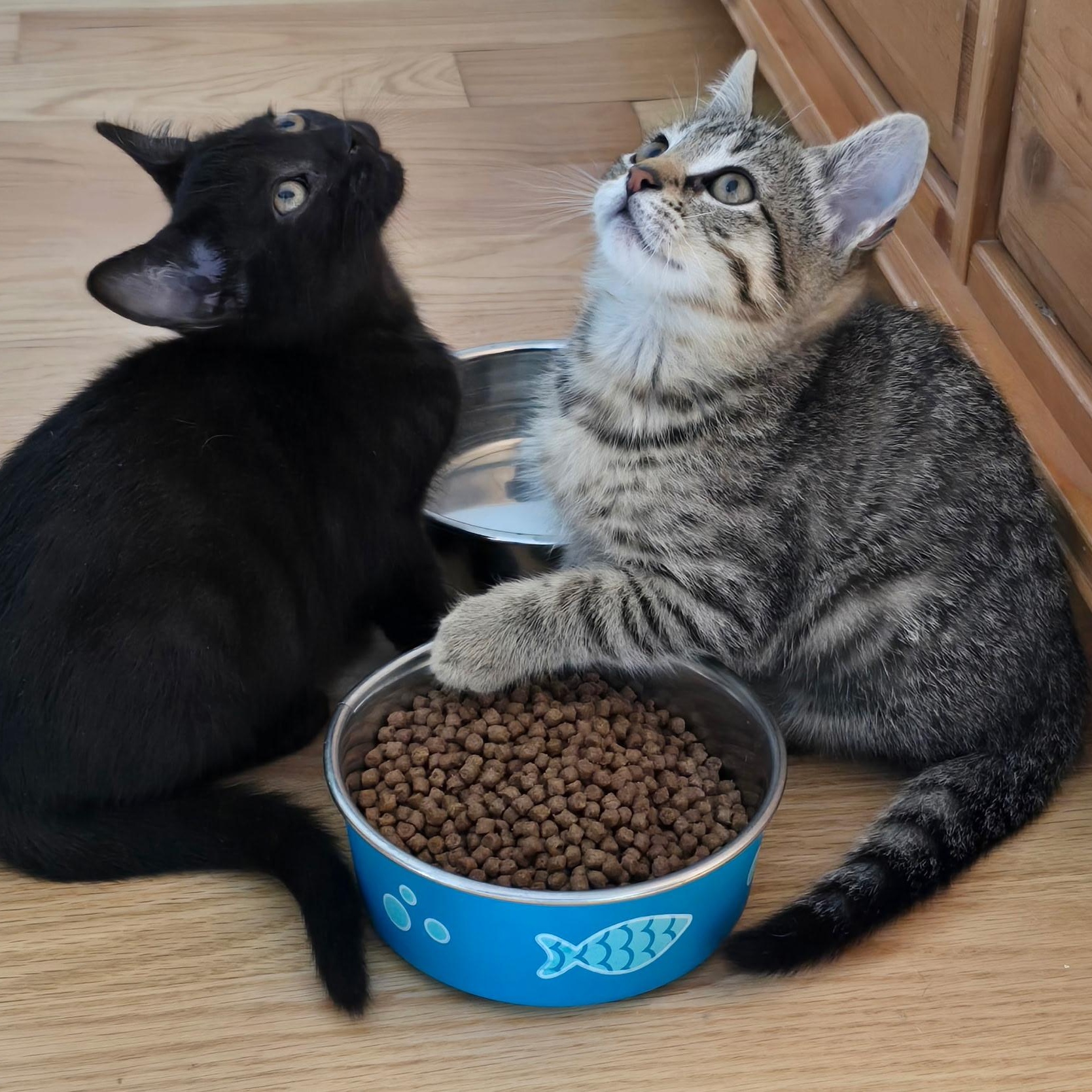 Enlarge Dozer, a Adoptable Tabby in Woodbridge, NJ image 4/5