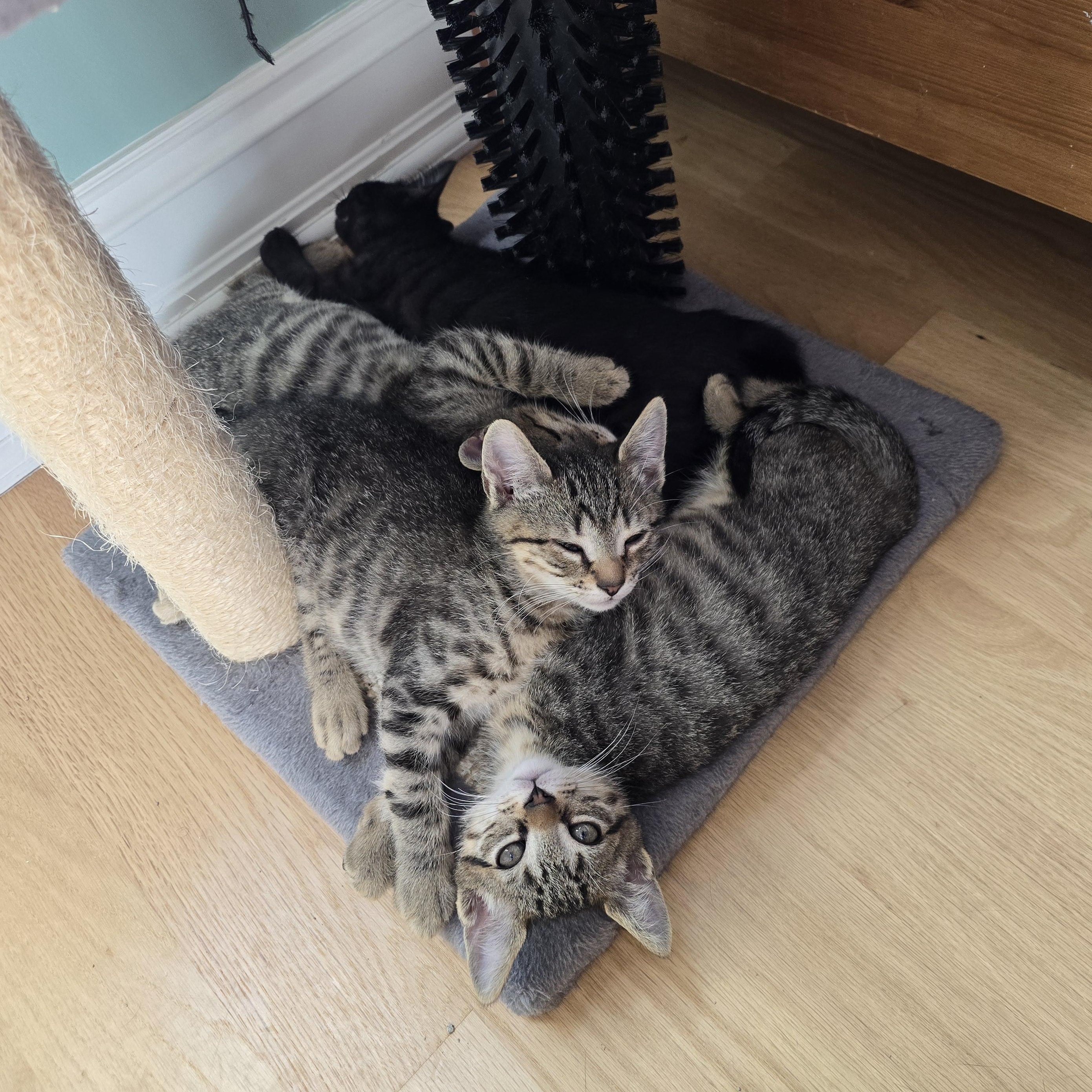 Enlarge Dozer, a Adoptable Tabby in Woodbridge, NJ image 5/5