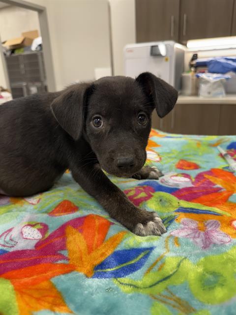 BIRRIA, Adoptable, Puppy Female German Shepherd Dog.