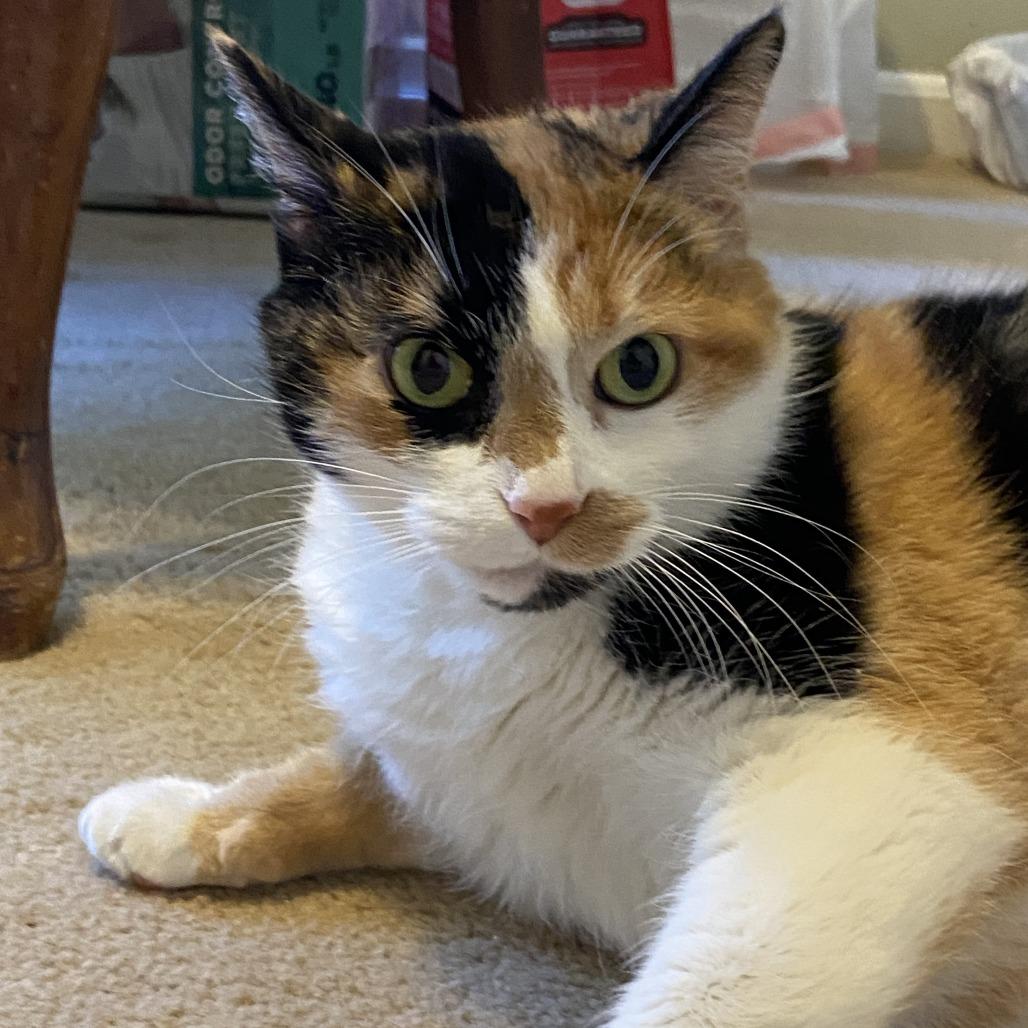 Enlarge Patches Struckmann, a Adoptable Domestic Short Hair in Merrifield, VA image 1/5