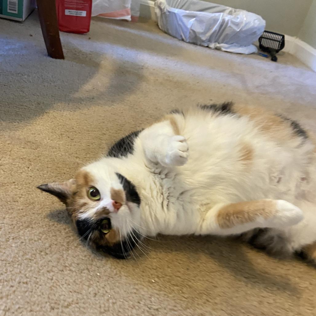 Enlarge Patches Struckmann, a Adoptable Domestic Short Hair in Merrifield, VA image 2/5