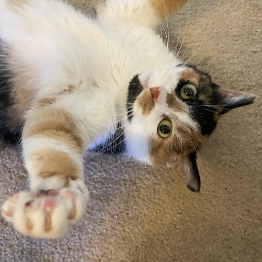 Enlarge Patches Struckmann, a Adoptable Domestic Short Hair in Merrifield, VA image 3/5