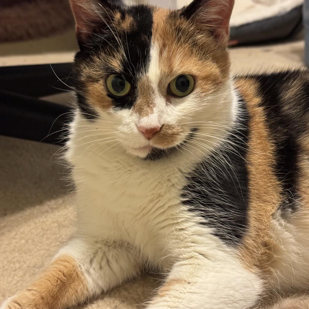 Enlarge Patches Struckmann, a Adoptable Domestic Short Hair in Merrifield, VA image 5/5