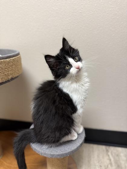 Titan, a Adoptable mixed breed in Fergus Falls, MN image 1/3