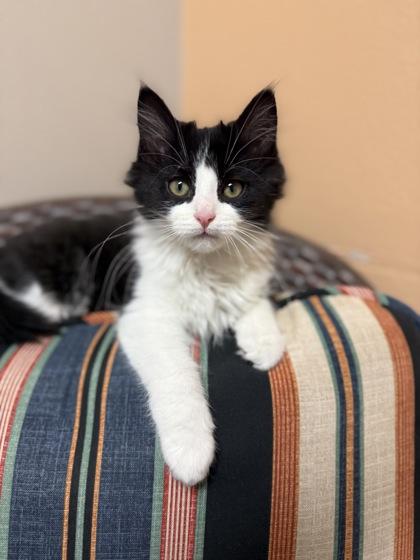 Titan, a Adoptable mixed breed in Fergus Falls, MN image 3/3