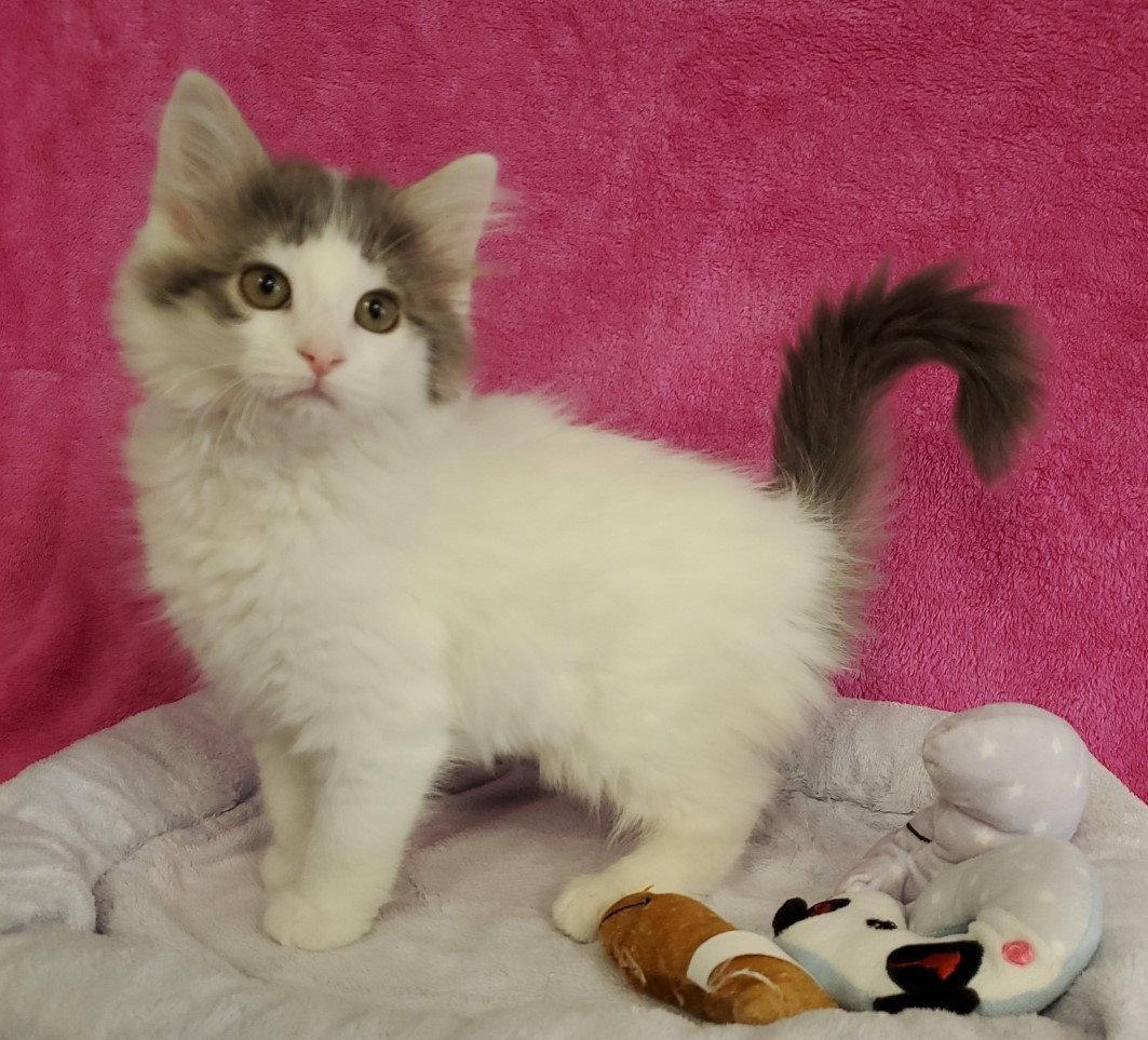 Dots, Adopted, Kitten Female Domestic Long Hair.