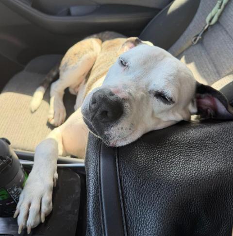 Enlarge KYRO, a Adoptable mixed breed in Largo, FL image 2/6