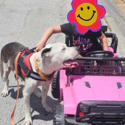 Enlarge KYRO, a Adoptable mixed breed in Largo, FL image 5/6