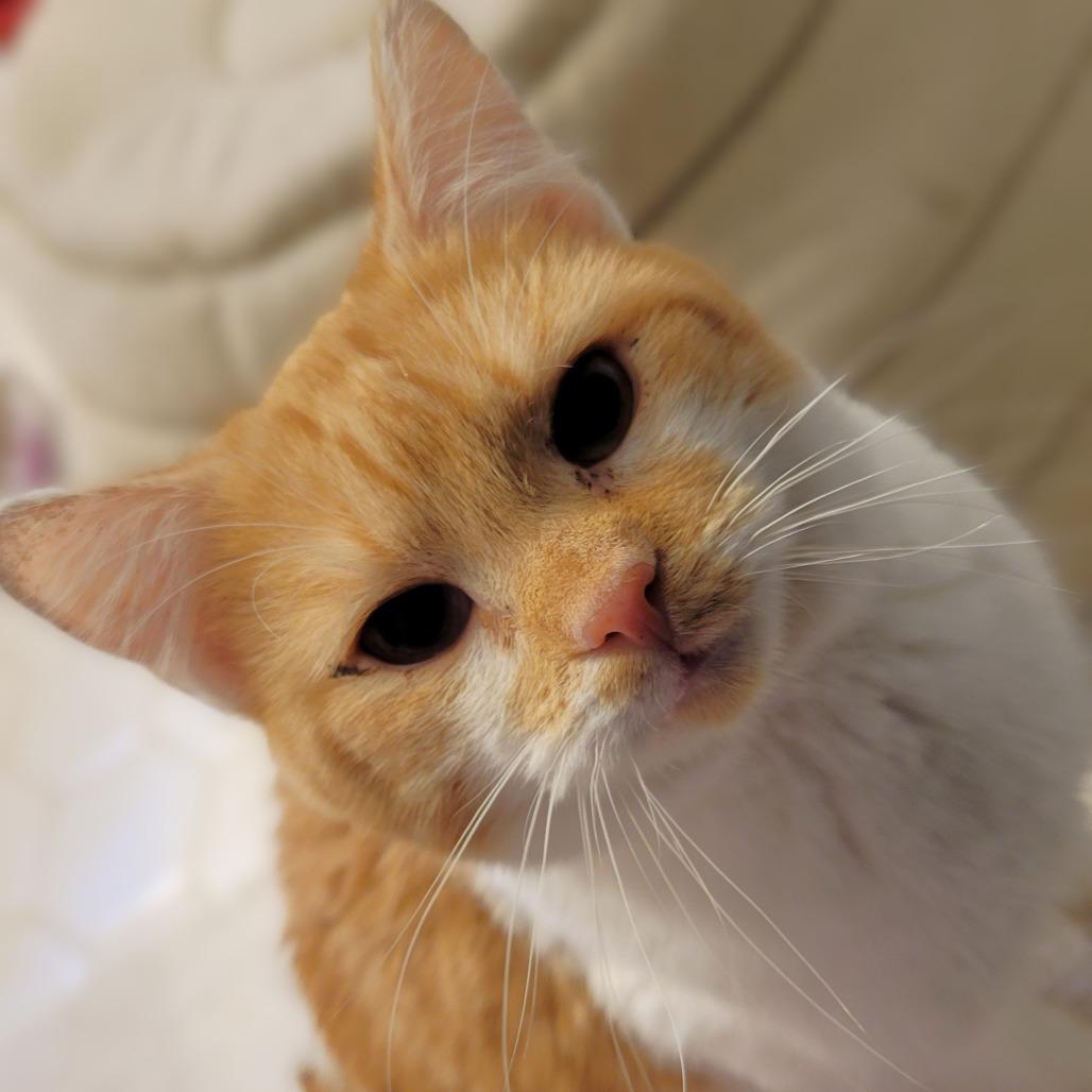 Finnegan, a Adoptable Domestic Short Hair in Fairfax, VA image 1/5