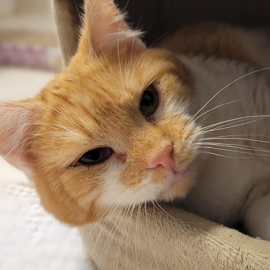 Finnegan, a Adoptable Domestic Short Hair in Fairfax, VA image 2/5