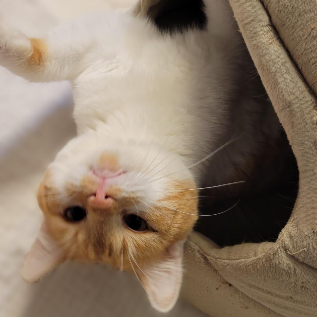 Finnegan, a Adoptable Domestic Short Hair in Fairfax, VA image 3/5