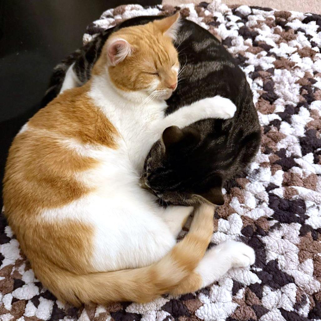Finnegan, a Adoptable Domestic Short Hair in Fairfax, VA image 3/6