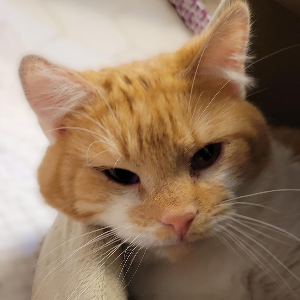 Finnegan, a Adoptable Domestic Short Hair in Fairfax, VA image 4/5